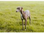 Adopt Bolt bonded with Max a Italian Greyhound, Whippet