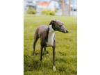 Adopt Max bonded with Bold a Italian Greyhound, Whippet