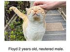 Floyd Domestic Shorthair Young Male