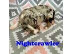 Nightcrawler