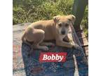 Adopt Bobby a Labrador Retriever, Mixed Breed
