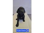Adopt Private Phoenix #8772 a Labrador Retriever