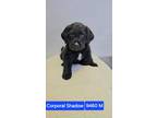 Adopt Corporal Shadow #9460 a Labrador Retriever