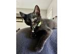 Adopt Moss (24-081 C) a Domestic Short Hair