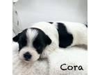 Cora