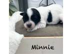 Coton de Tulear Puppy for sale in Cabool, MO, USA