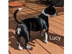 Lucy Boston Terrier Adult Female