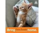 Adopt Prince Benedict a American Shorthair