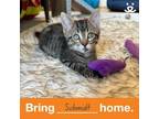 Adopt Schmidt a Domestic Short Hair