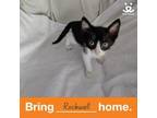 Adopt Rockwell a Domestic Short Hair