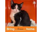 Adopt Breeze a Domestic Short Hair