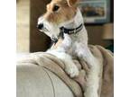 Wire Fox Terrier Puppy for sale in Lincoln, KS, USA