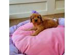Cavapoo Puppy for sale in Loogootee, IN, USA