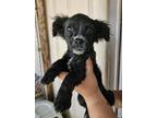 Adopt Stitch a Poodle, Spaniel