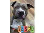 Tesco American Pit Bull Terrier Adult Male