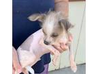 Chinese Crested Puppy for sale in Bend, OR, USA