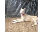 Doberman Pinscher Puppy for sale in Temecula, CA, USA