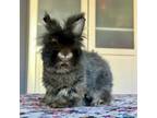 Adopt Tribble a Jersey Wooly
