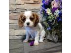 Cavalier King Charles Spaniel Puppy for sale in Kermit, WV, USA