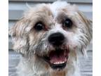 Adopt Moshi a Shih Tzu