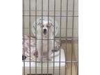Adopt Biscuit a Terrier, West Highland White Terrier / Westie