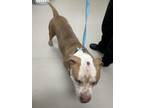 Adopt Kyle a Pit Bull Terrier, Mixed Breed