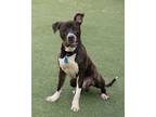 Adopt Egress a Pit Bull Terrier, Mixed Breed
