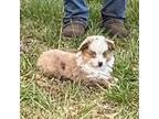 Miniature Australian Shepherd Puppy for sale in Polk City, FL, USA