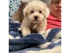 Poodle (Toy) Puppy for sale in Tallahassee, FL, USA