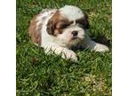 Shih Tzu Puppy for sale in Goshen, IN, USA