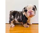 Bulldog Puppy for sale in Greenport, NY, USA