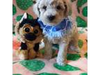 Poodle (Toy) Puppy for sale in Statesville, NC, USA