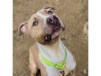 Adopt Damien a Mixed Breed