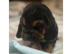 Basset Hound Puppy for sale in Missouri City, TX, USA