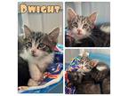 Dwight - NN - SR 4 Domestic Shorthair Kitten Male