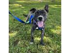 Adopt Dell a Terrier