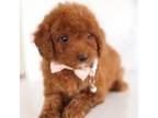 Poodle (Toy) Puppy for sale in Baltimore, MD, USA