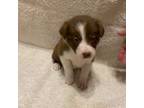 Border Collie Puppy for sale in Tecumseh, OK, USA