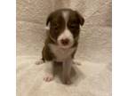 Border Collie Puppy for sale in Tecumseh, OK, USA