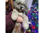 Lhasa Apso Puppy for sale in Stockbridge, GA, USA