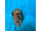 Shih Tzu Puppy for sale in Collins, GA, USA