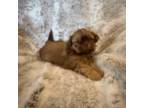 Shih Tzu Puppy for sale in Collins, GA, USA