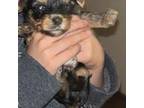 Yorkshire Terrier Puppy for sale in Pasadena, TX, USA