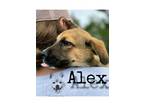 Adopt Alex a Terrier, Mixed Breed