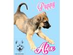Adopt Alex a Terrier, Mixed Breed