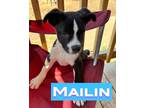 Adopt Mailin a Terrier, Mixed Breed