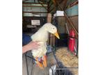 Adopt Apollo a Duck