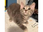 Santa Maria Domestic Shorthair Kitten Female
