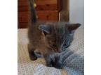 Grayson Domestic Mediumhair Kitten Male