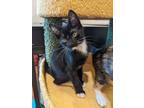 Adopt Groot a Domestic Short Hair